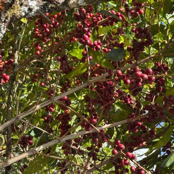 Regional Flavor Maps of Ethiopia